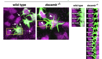 Red cone photoreceptor cell arrangement