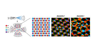 Lattice-like regular pattern of the cone mosaic in adult zebrafish