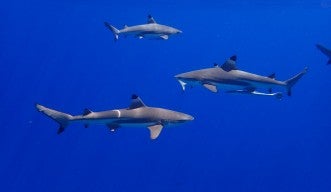 Shark image Thomas Borb Unsplash