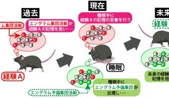エングラム予備軍 解説