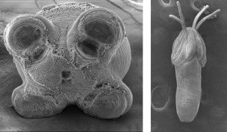 Two photos from scanning electron microscopes, showing the newfound species of tapeworms.