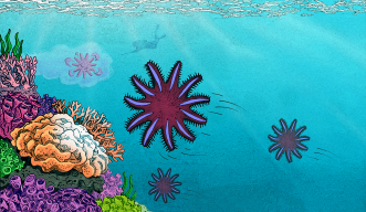 Graphic illustration of the research story, showing a stylized crown-of-thorns starfish in a coral reef under attack getting baited with a cloud of nice-smelling pheromones to an awaiting diver with an injection rod. 