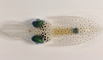Image of oval squid, viewed from above on a white background