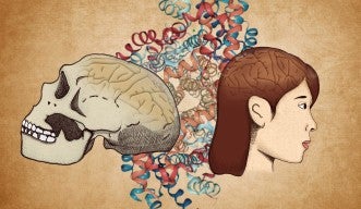 Graphic illustration of the main findings of the paper, showing a Neanderthal skull on the left and a modern human head on the right. The 3D protein structure of the ADSL enzyme is visualized in the background.