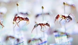 Rows of pinned ants sit above detailed information cards about each specimen