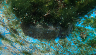 A photograph of a white oval squid hiding by a clump of algae in a research tank.