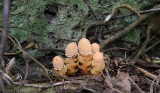A macro photograph of a cluster of mushroom-like plants on the forest floor against a mossy backdrop. These are Balanophora fungosa ssp. fungosa from southern Okinawa Island.