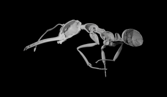 3D reconstruction of the exoskeleton of an ant worker (Myrmoteras sp.) from x-ray tomography.