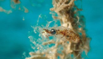 pygmy squid (Idiosepius sp.)