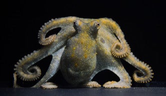 A photograph of an octopus sitting at the bottom of the tank, facing the camera with its eight arms curled around its body.