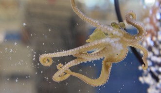 OIST Marine Science Station Octopus