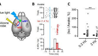 吸入麻酔薬の作用メカニズムを解明 | 沖縄科学技術大学院大学（OIST）