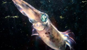 Squid recorded color-matching substrate for the first time | Okinawa