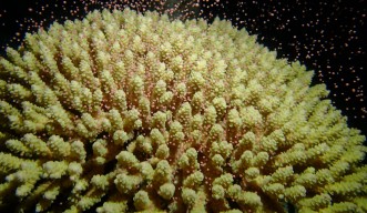 Spawning of Acropora tenuis, the most abundant coral in Okinawa