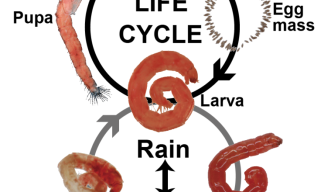Midge Life Cycle 