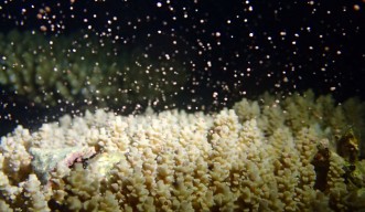 Acropora coral synchronized sprawling