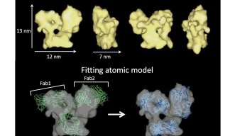 Protein Tomography Models
