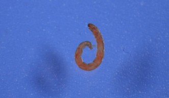 P. Vanderplanki Larva