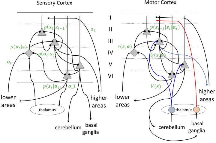 Dual cortical circuits