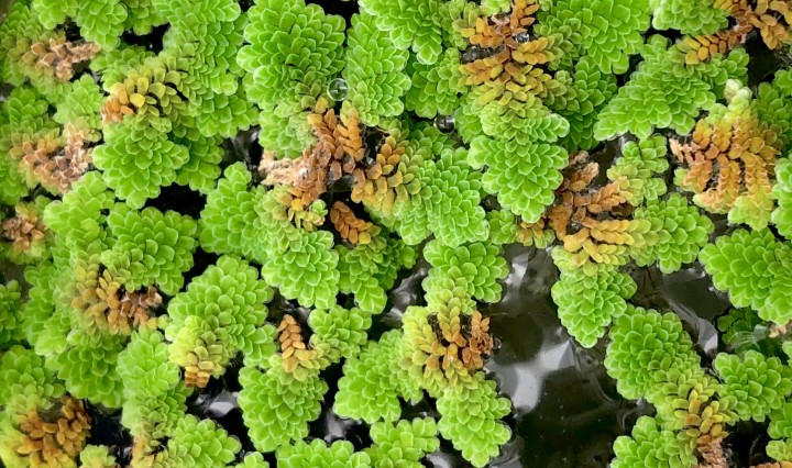 Azolla pinnata, an aquatic fern of Okinawa