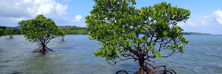 Tracking the journey of mangroves in southern Japan