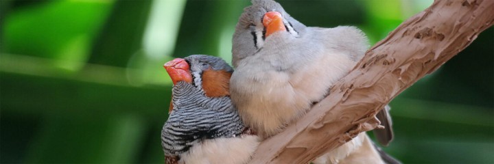 Social connection drives learning in bird brain