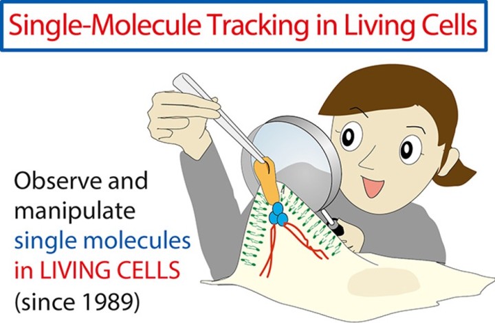 single molecule tracking in living cells