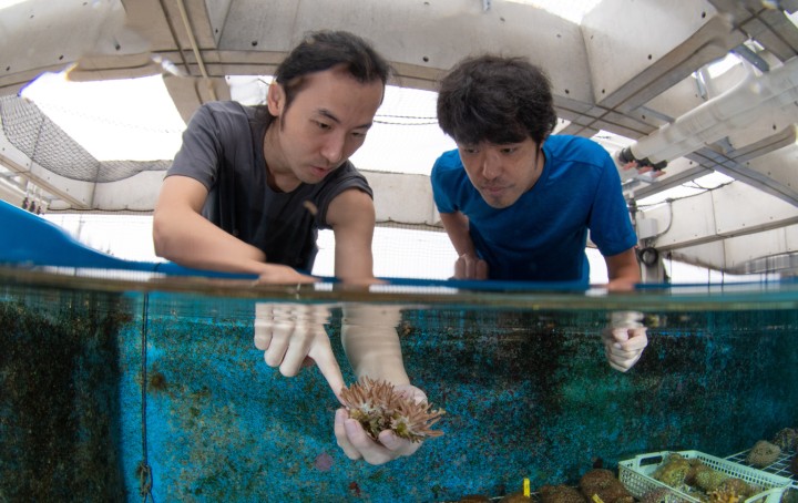 Inspecting coral in outdoor tank