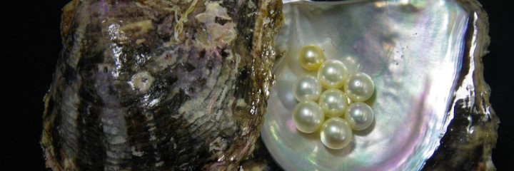 Molecular fingerprint behind beautiful pearls revealed 