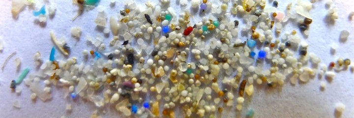 沖縄の海洋生物の体内から検出されるマイクロプラスチックを調査