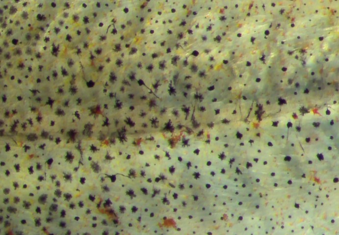 Pigment Cells in Clownfish Skin