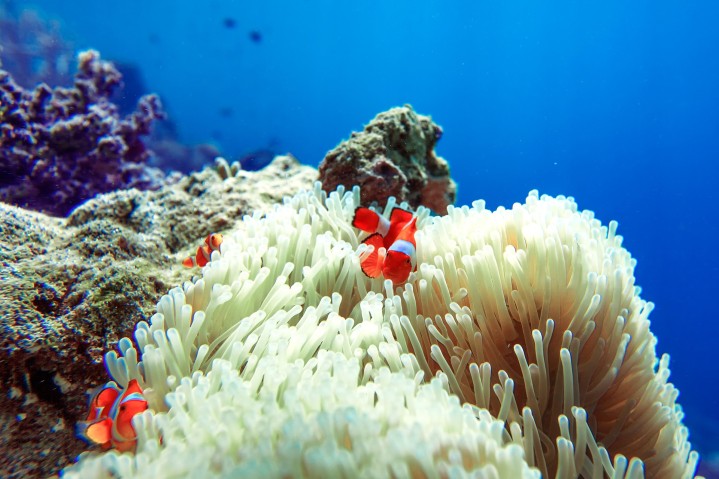 Sea anemones and anemonefish