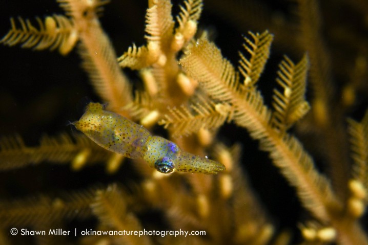サンゴ礁に生きる小さな精霊 – 沖縄本島沿岸で新種のヒメイカ２種を 