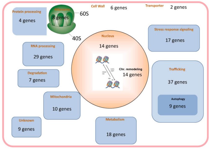 Figure 1. Essentials genes for the maintenance of G0 phase