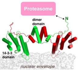 Figure 5. The structure of Cut8, tethering factor for the nuclear proteasome