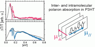 Inter - and intramolecular polaron absorption in P3HT