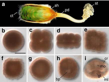 mgu Research (4)a The Lingula anatina genome: