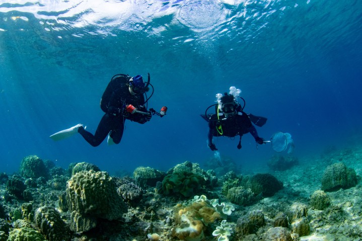 Divers over Coral Reef