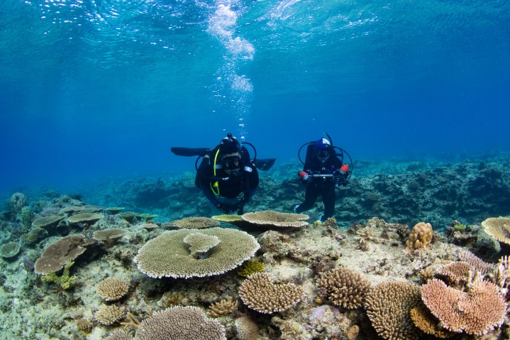 Two divers floating over coral reef