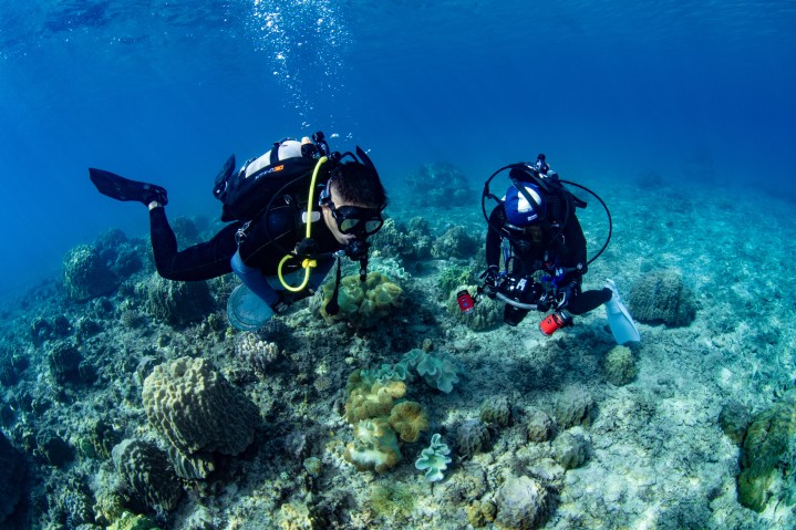 Divers on coral reef