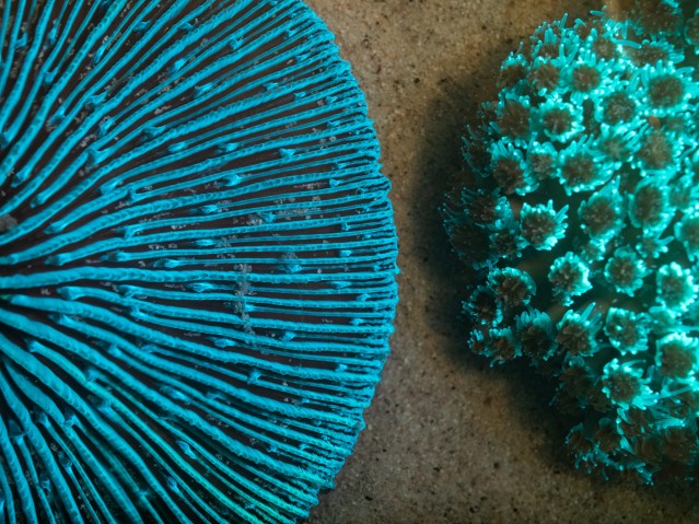 luminescent corals