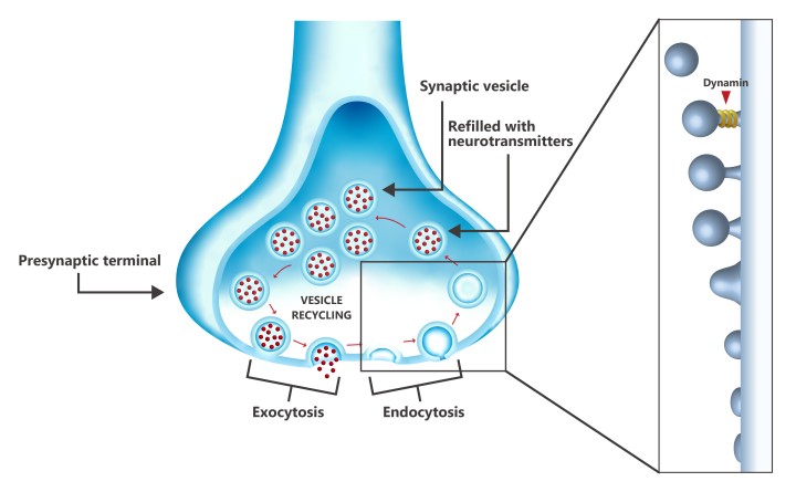 Vesicle recycling in the presynaptic terminal at one end of a neuron, showing the role of dynamin during the last step of endocytosis