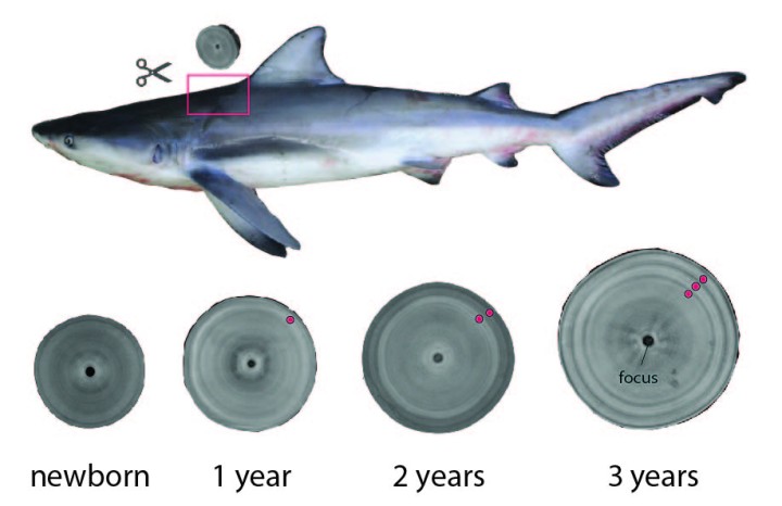 バーチャルなサメの推定年齢