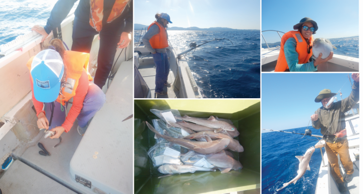 Impressions from a one-day deep-sea shark sampling trip off the coast of Onna-son. 