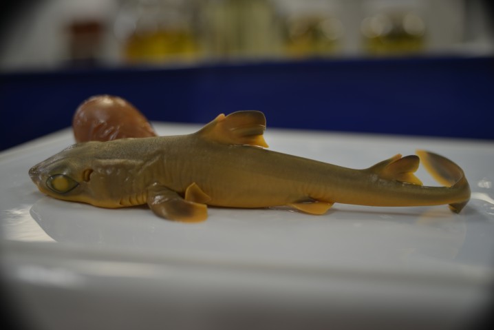 A vital part of shark research is the examination of museum collections