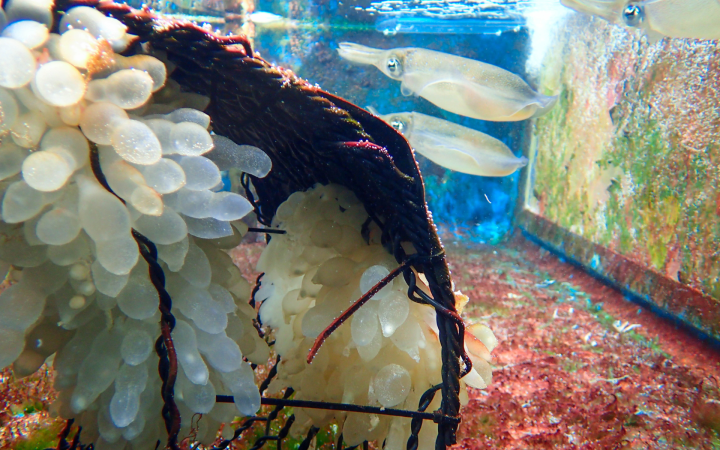 Oval squids with egg clutches in the experimental tanks at the OIST Marine Science Station.