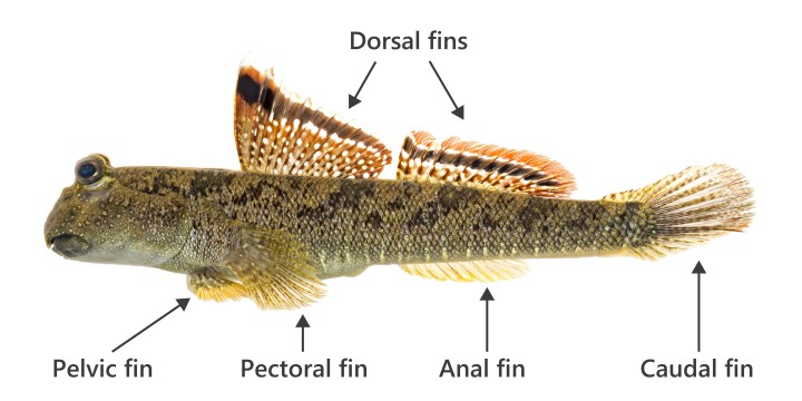 The fins of the mudskipper