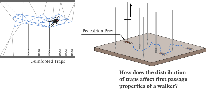 Latrodectus spiders catch pedestrian prey by building traps on a surface.