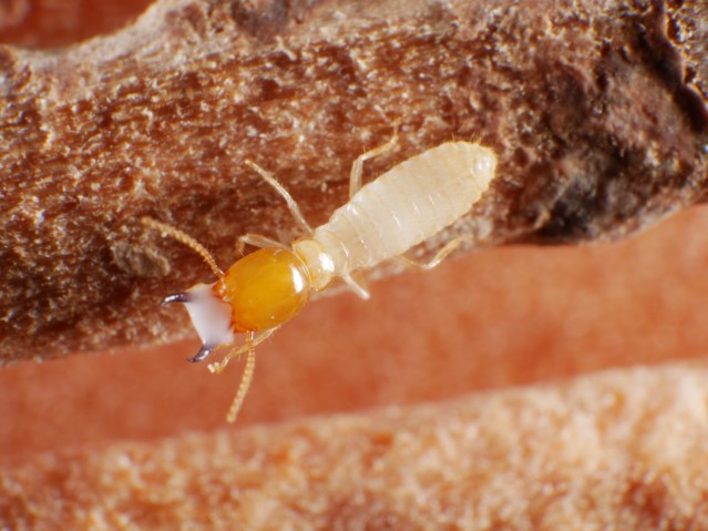 Coptotermes gestroi soldier termite