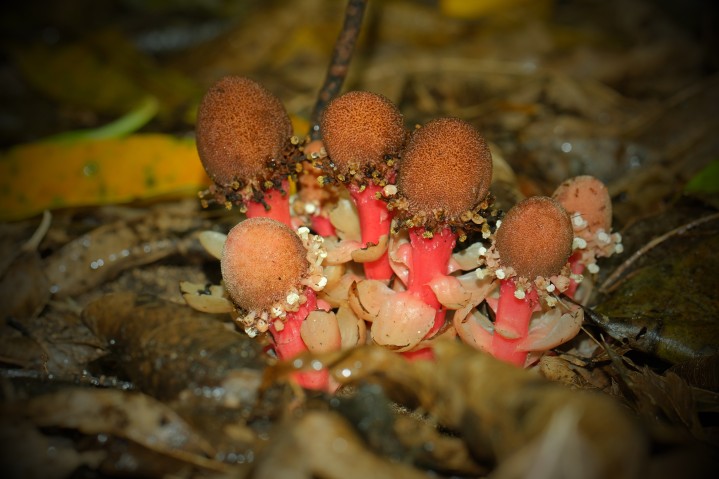 a parasitic plant, Balanophora fungosa from Ishigaki